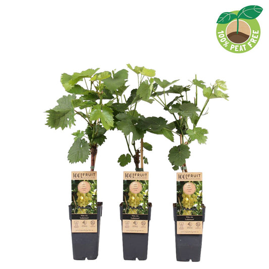 Vitis vinifera Lakemont 50cm 15cm Pot