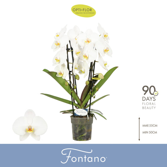 Phalaenopsis white cascade 60cm 12cm Pot