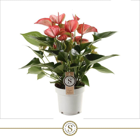 Anthurium Livium Red 50cm 14cm Pot