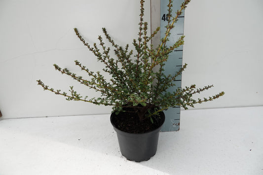Ceanothus thyrsiflorus 25cm 17cm Pot