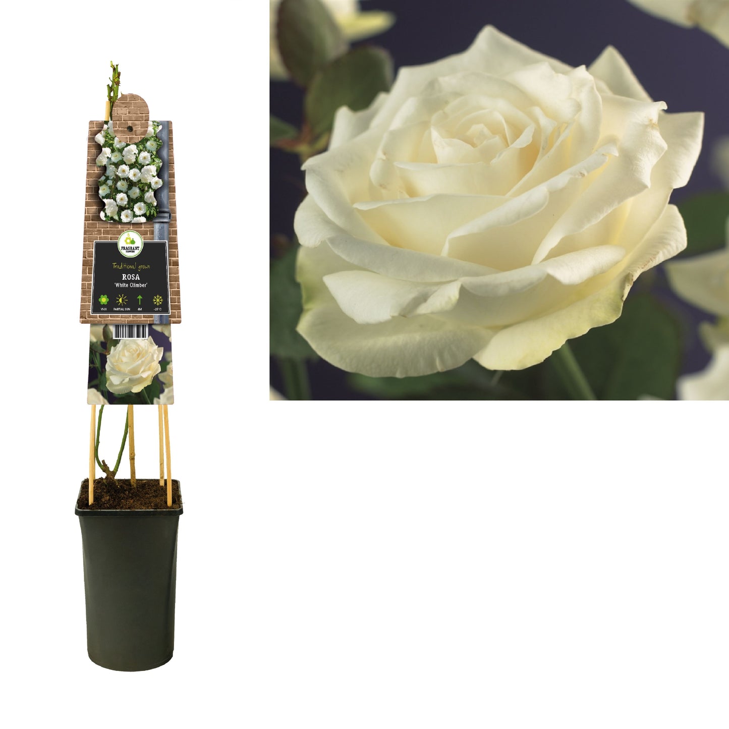 Rose Snow White 75cm 17cm Pot