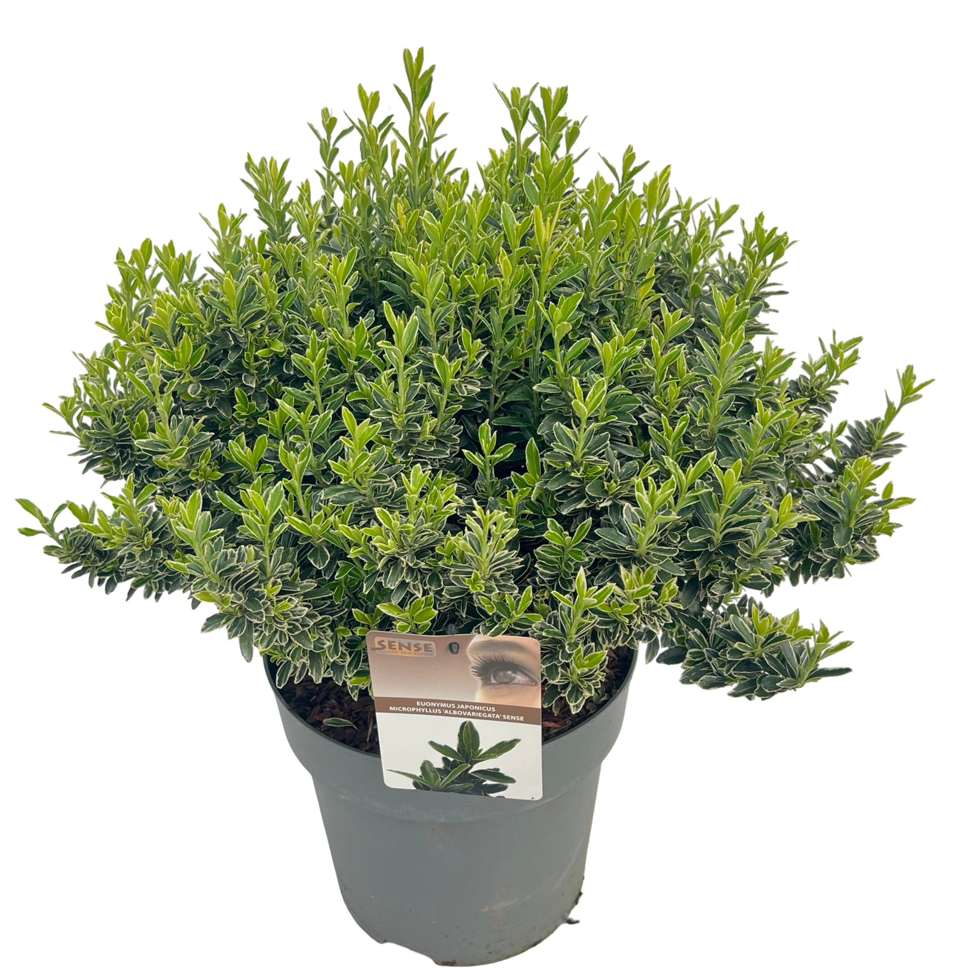 Euonymus japonicus Microphyllus Albovariegatus 60cm 27cm Pot