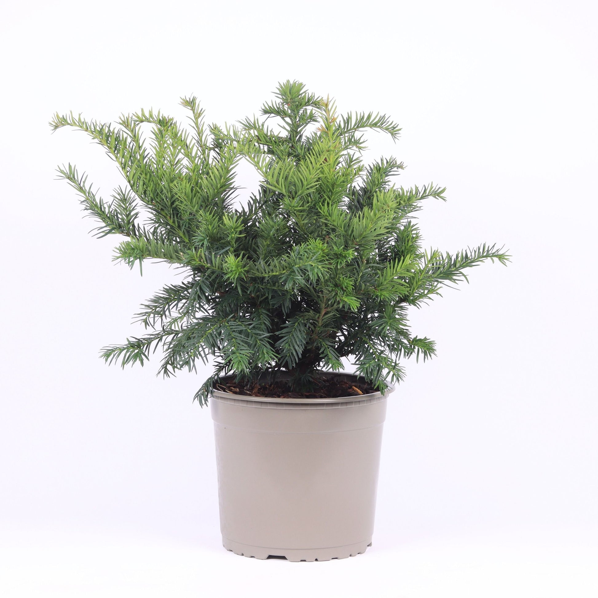 Taxus bac. Repandens 50cm 23cm Pot
