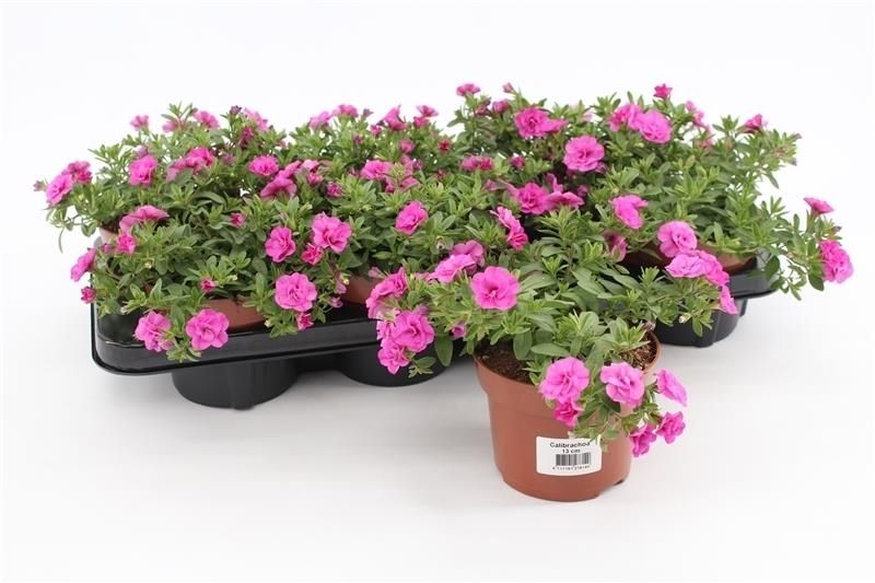 Calibrachoa Minifamous Double Pink 15cm 13cm Pot