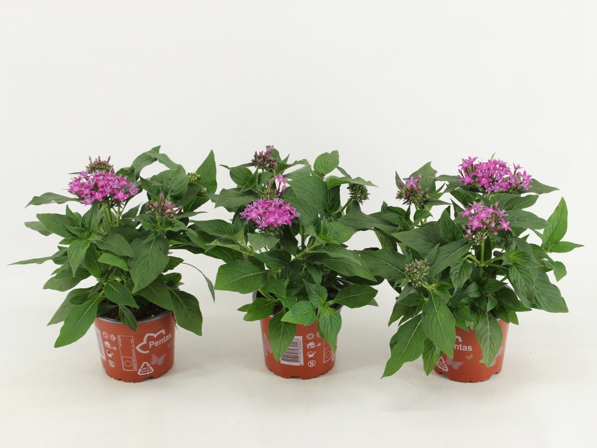 Pentas Graffiti Violet 30cm 12cm Pot