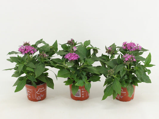 Pentas Graffiti Violet 30cm 12cm Pot
