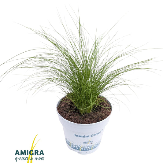 Stipa Ponytails 30cm 510cm Pot