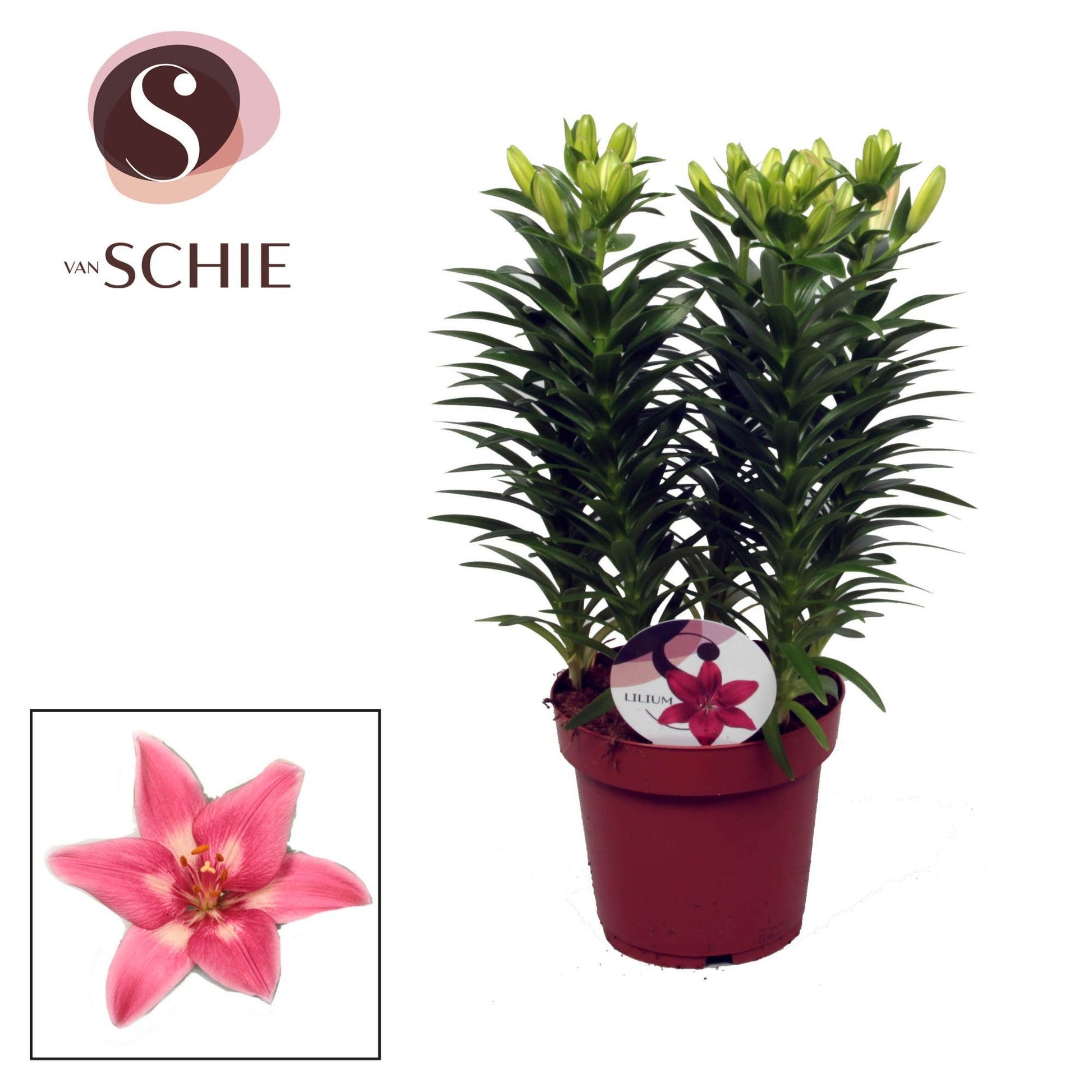 Lilium az. Rozalynn 45cm 19cm Pot