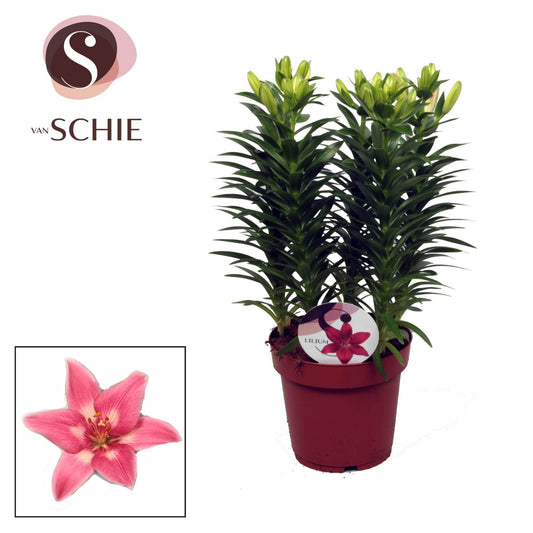 Lilium az. Rozalynn 45cm 19cm Pot