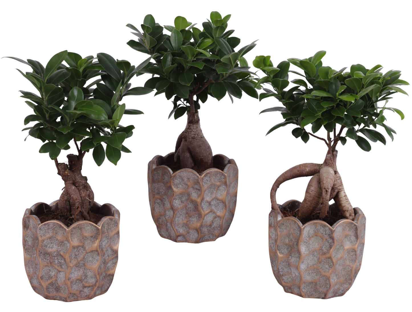 Ficus Ginseng 35cm 15cm Pot