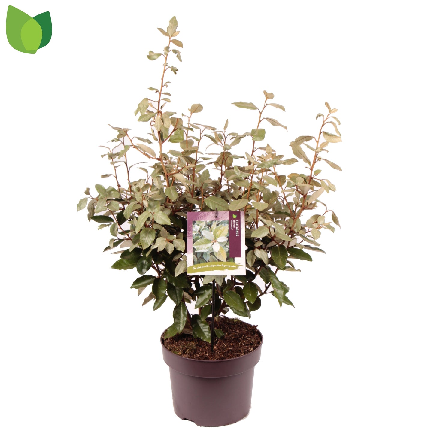 Elaeagnus ebbingei 50cm 23cm Pot