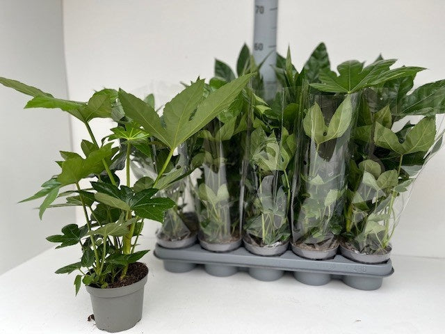 Fatsia japonica 45cm 12cm Pot