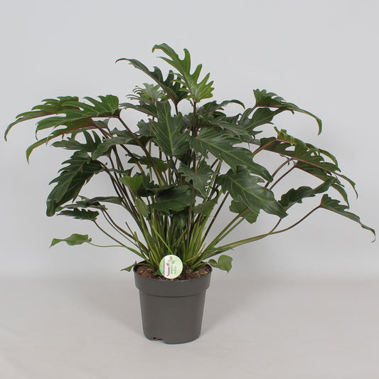 Philodendron Xanadu 65cm 21cm Pot