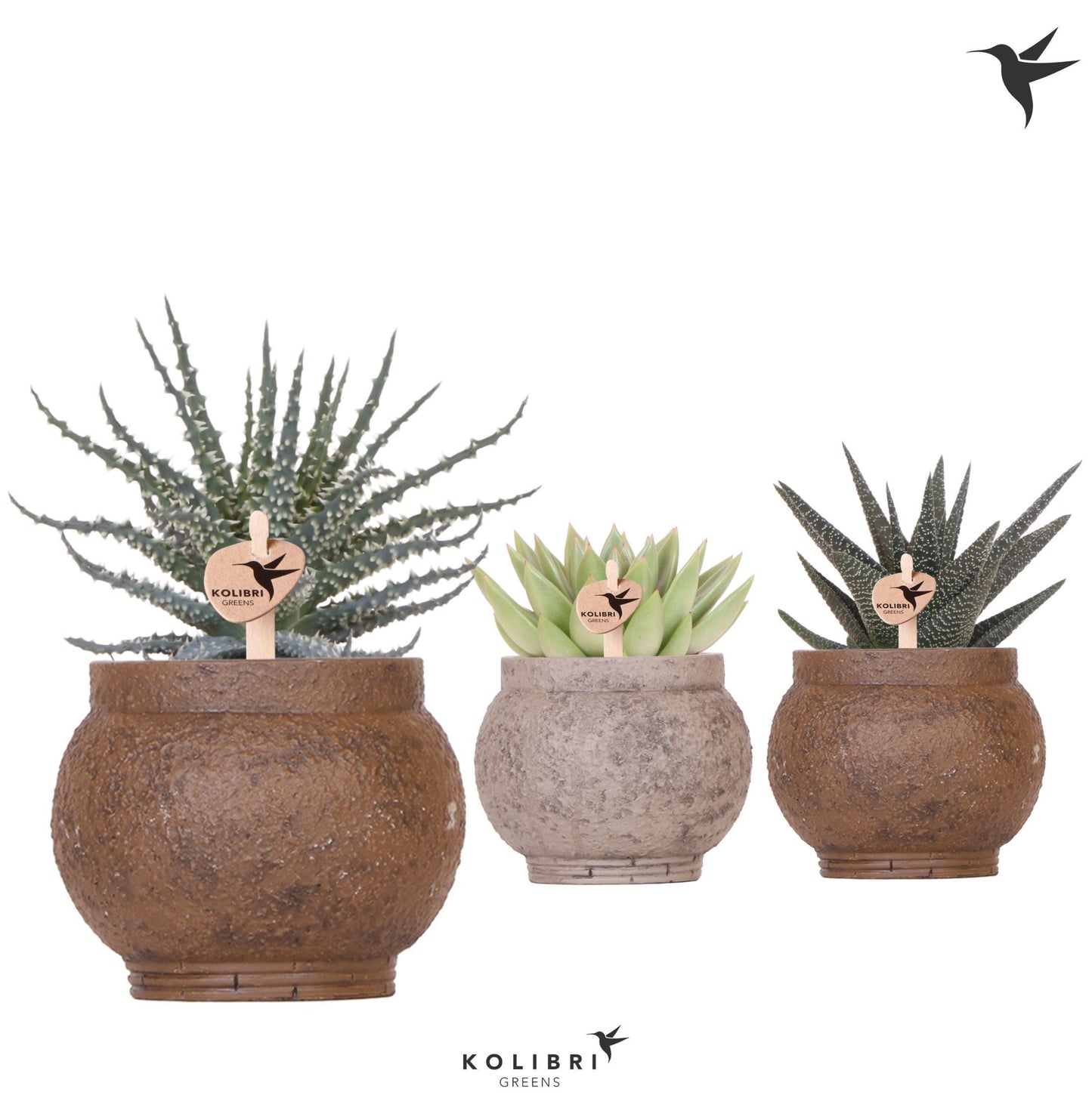 Succulent mix 22cm 9cm Pot