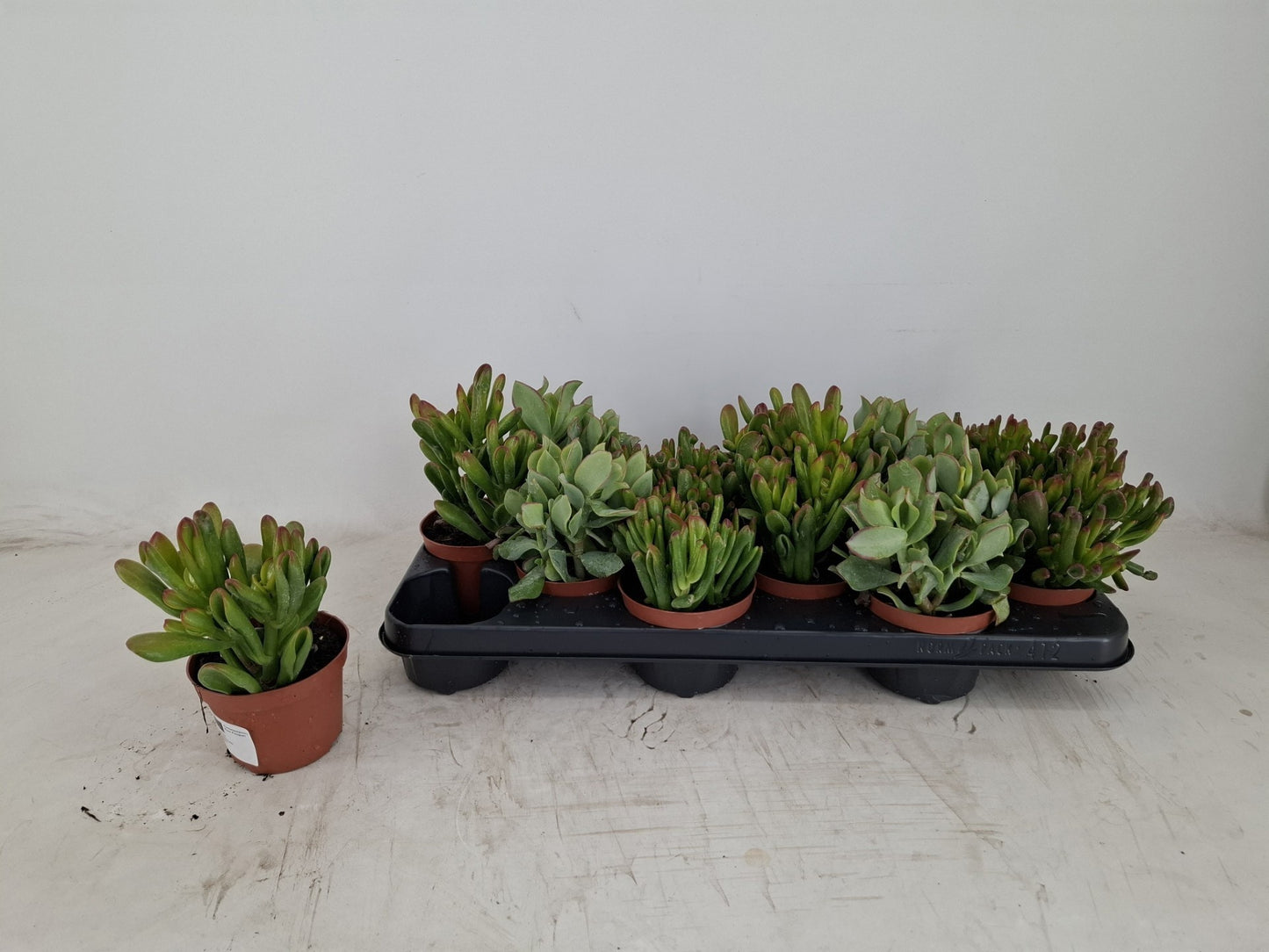 Crassula mix 18cm 510cm Pot