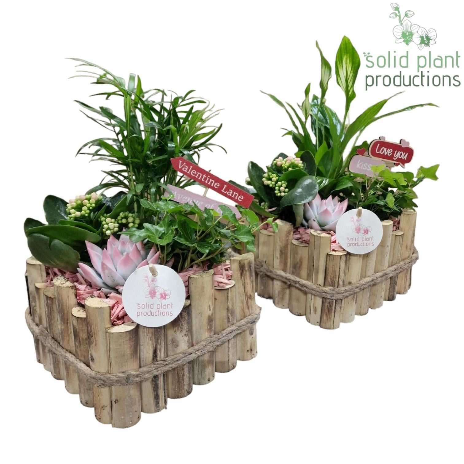 arr. Kamerplanten HVSC004PINK 35cm 18cm Pot