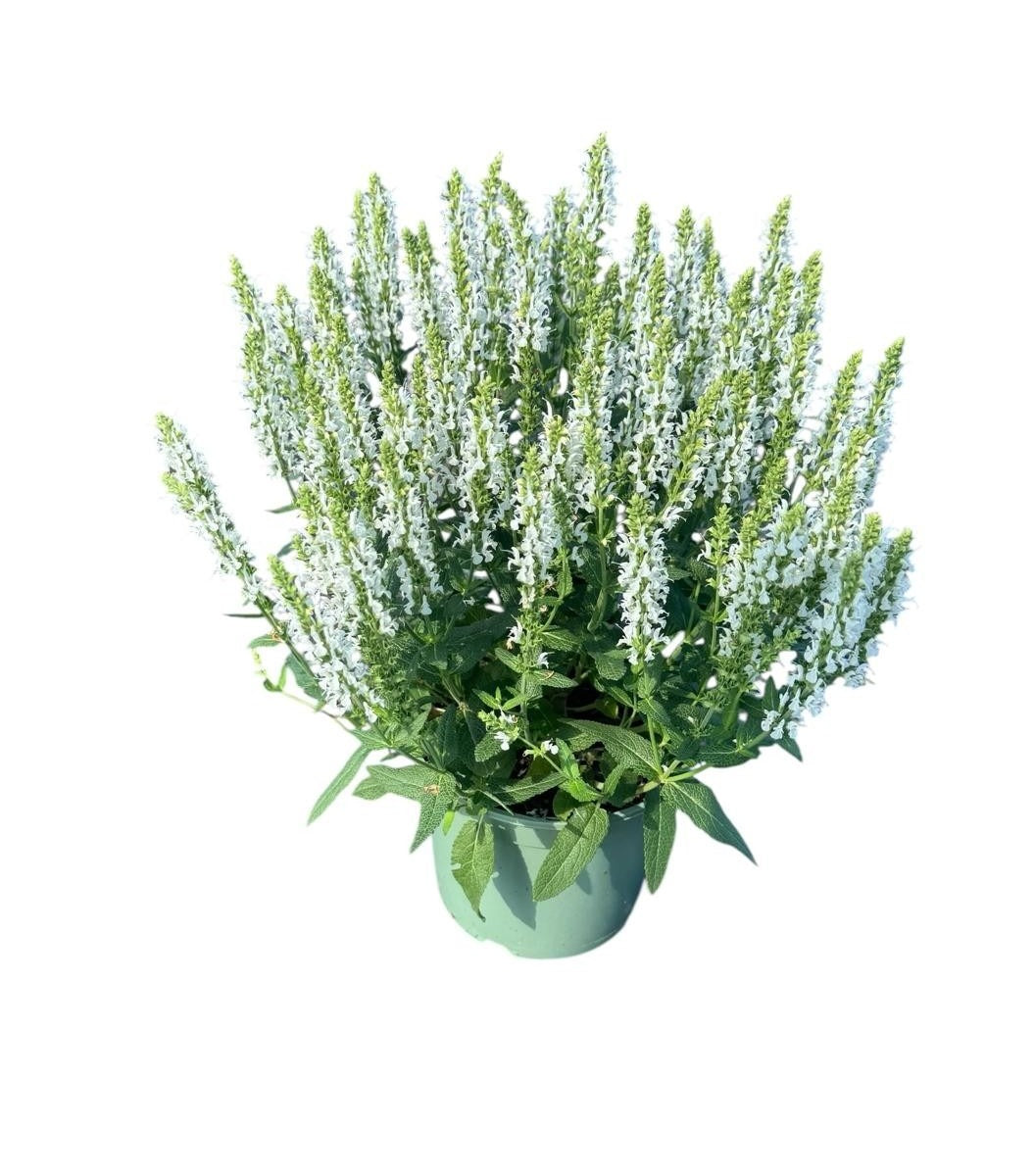 Salvia nem. Schneehuegel 30cm 17cm Pot