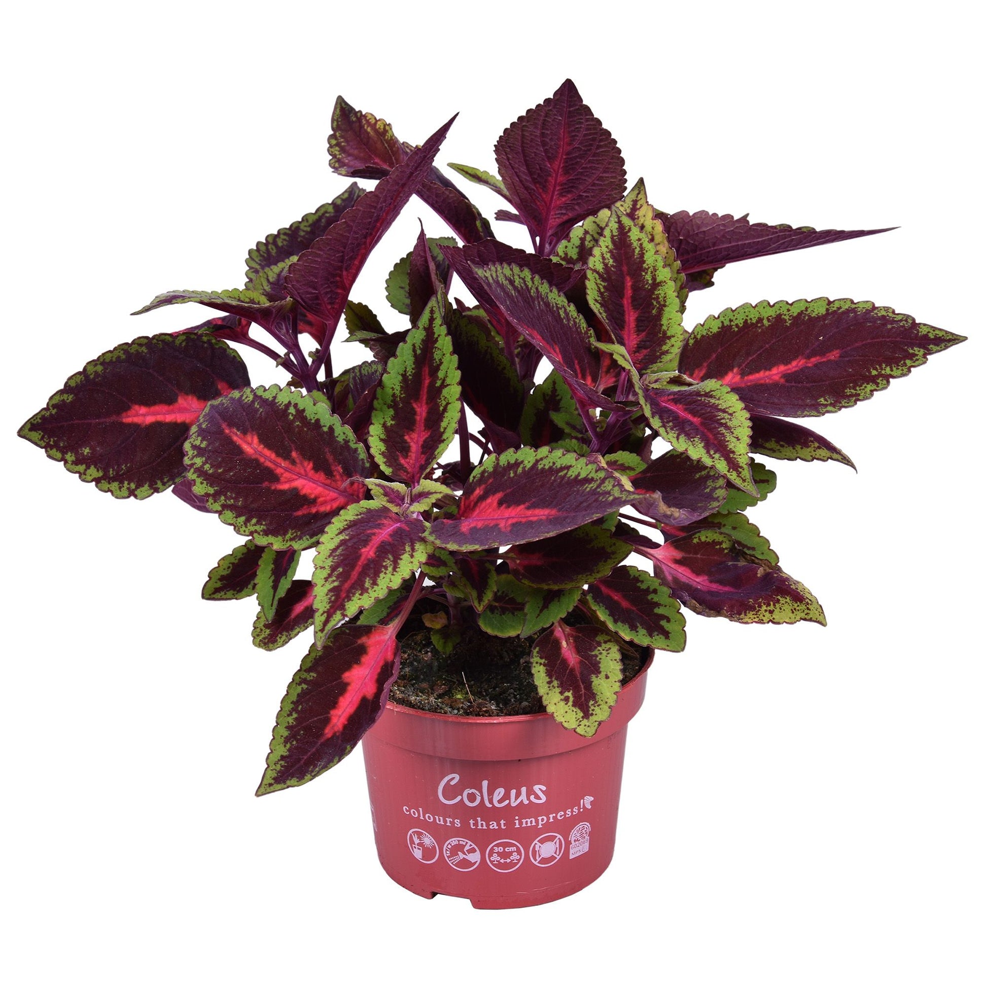 Coleus blu. Main Street Ruby Road 25cm 13cm Pot