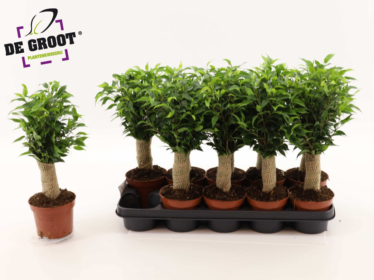 Ficus benj. Natasja jute standard 40cm 12cm Pot