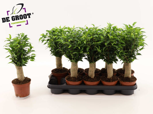 Ficus benj. Natasja jute standard 40cm 12cm Pot