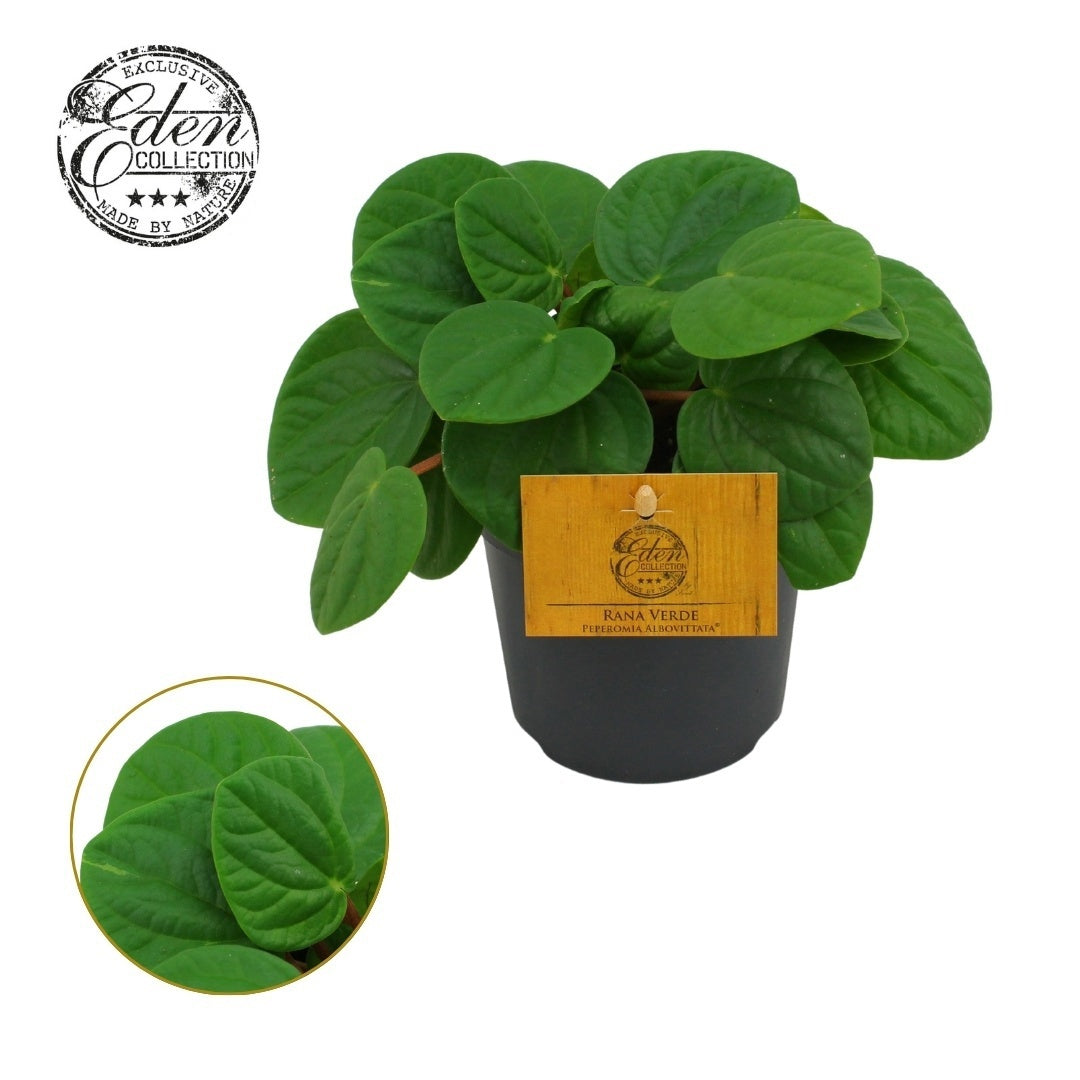Peperomia Rana Verde 15cm 510cm Pot