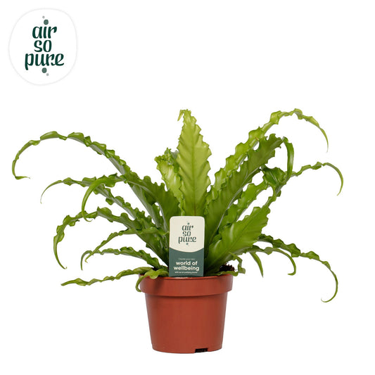 Asplenium Osaka 35cm 12cm Pot
