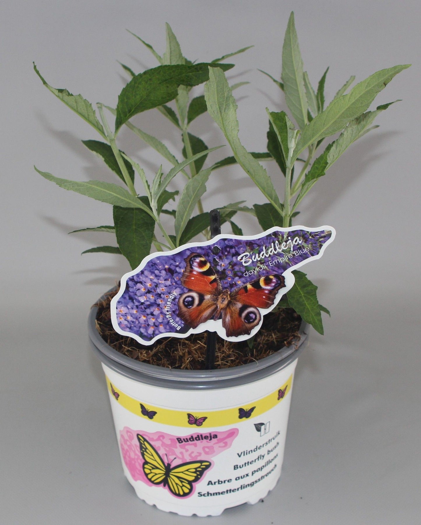 Buddleja davidii Empire Blue 609cm 17cm Pot
