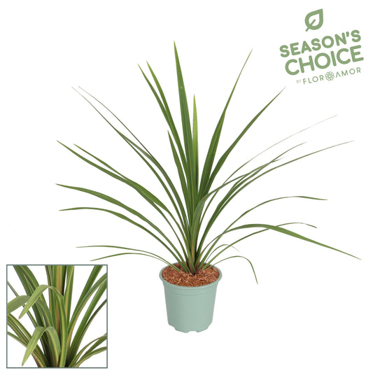 Cordyline indivisa Peko 65cm 17cm Pot