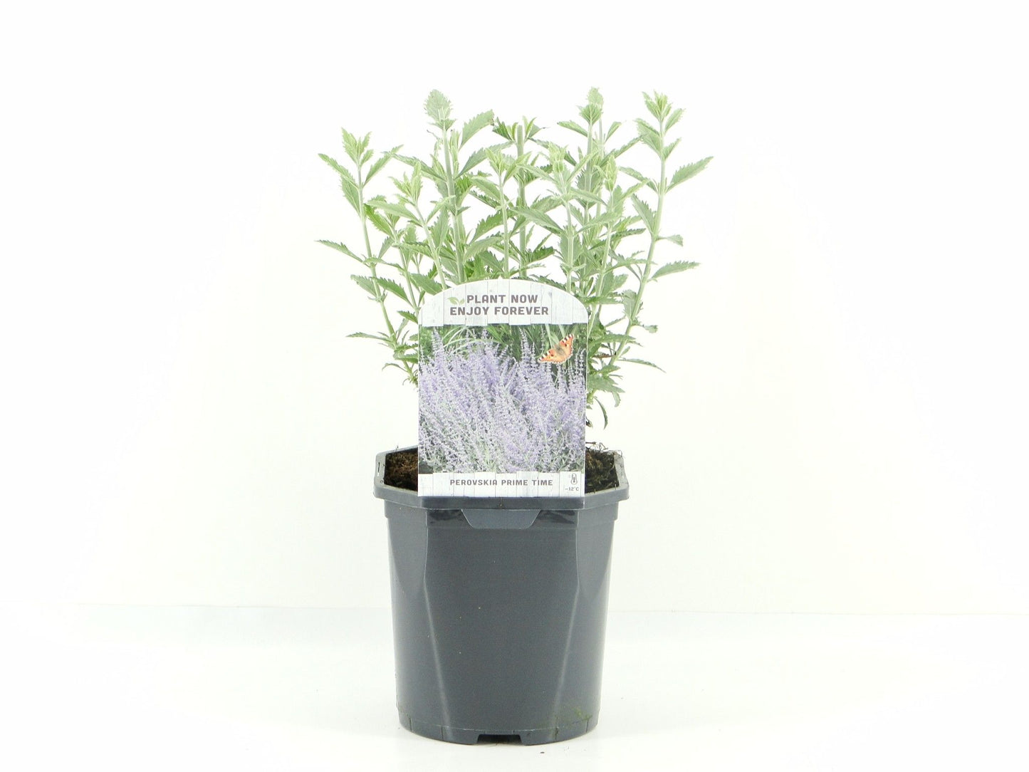 Perovskia Prime Time 40cm 17cm Pot