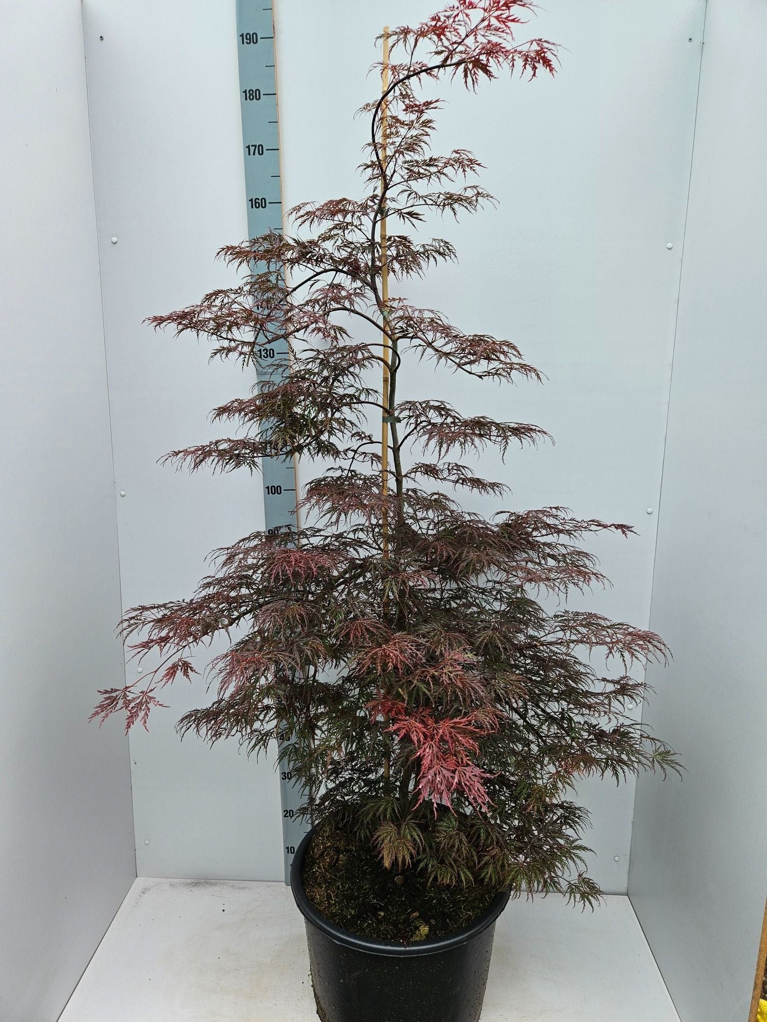 Acer palm. Inaba-shidare 160cm 43cm Pot