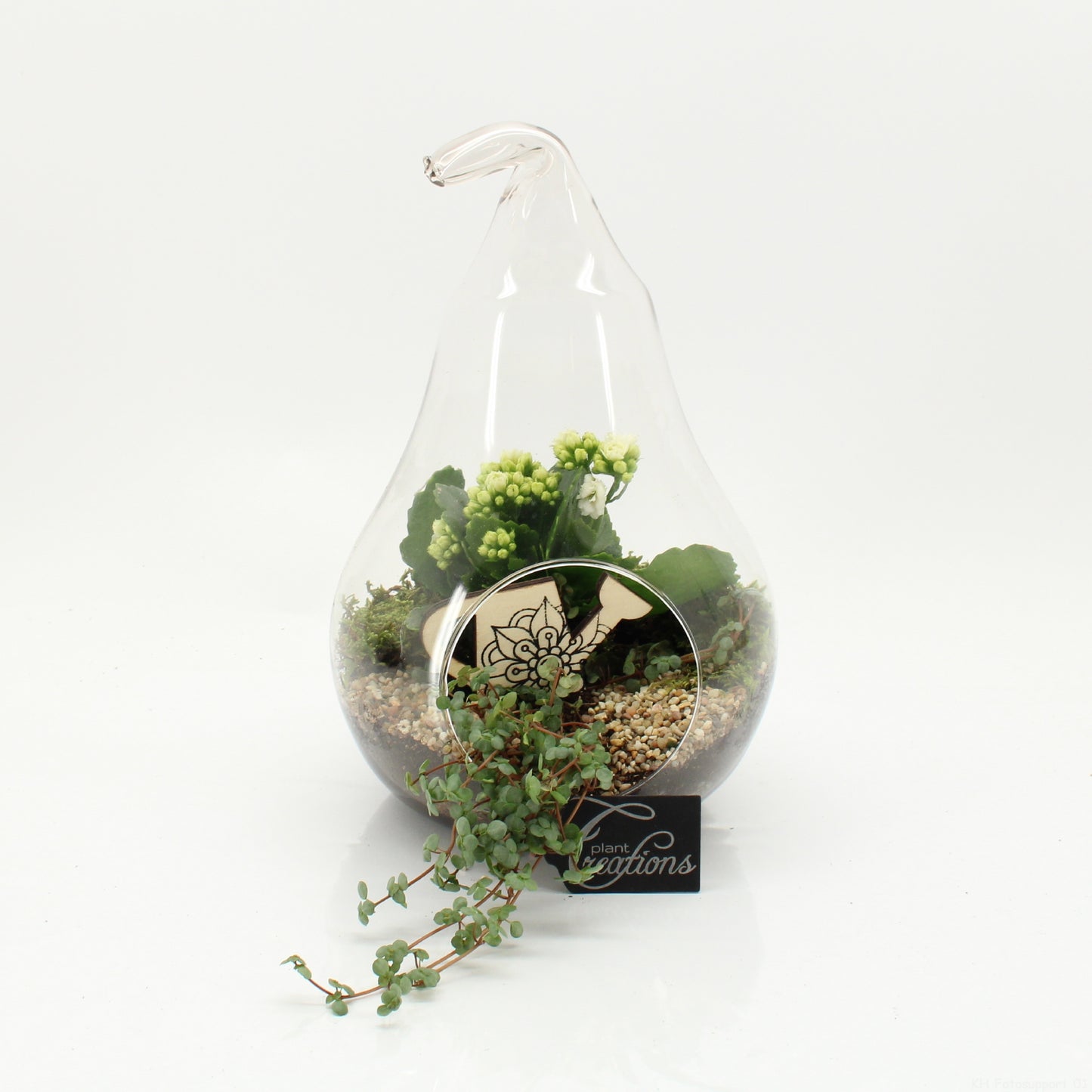 arr. Kamerplanten ESCR-2632W 30cm 18cm Pot