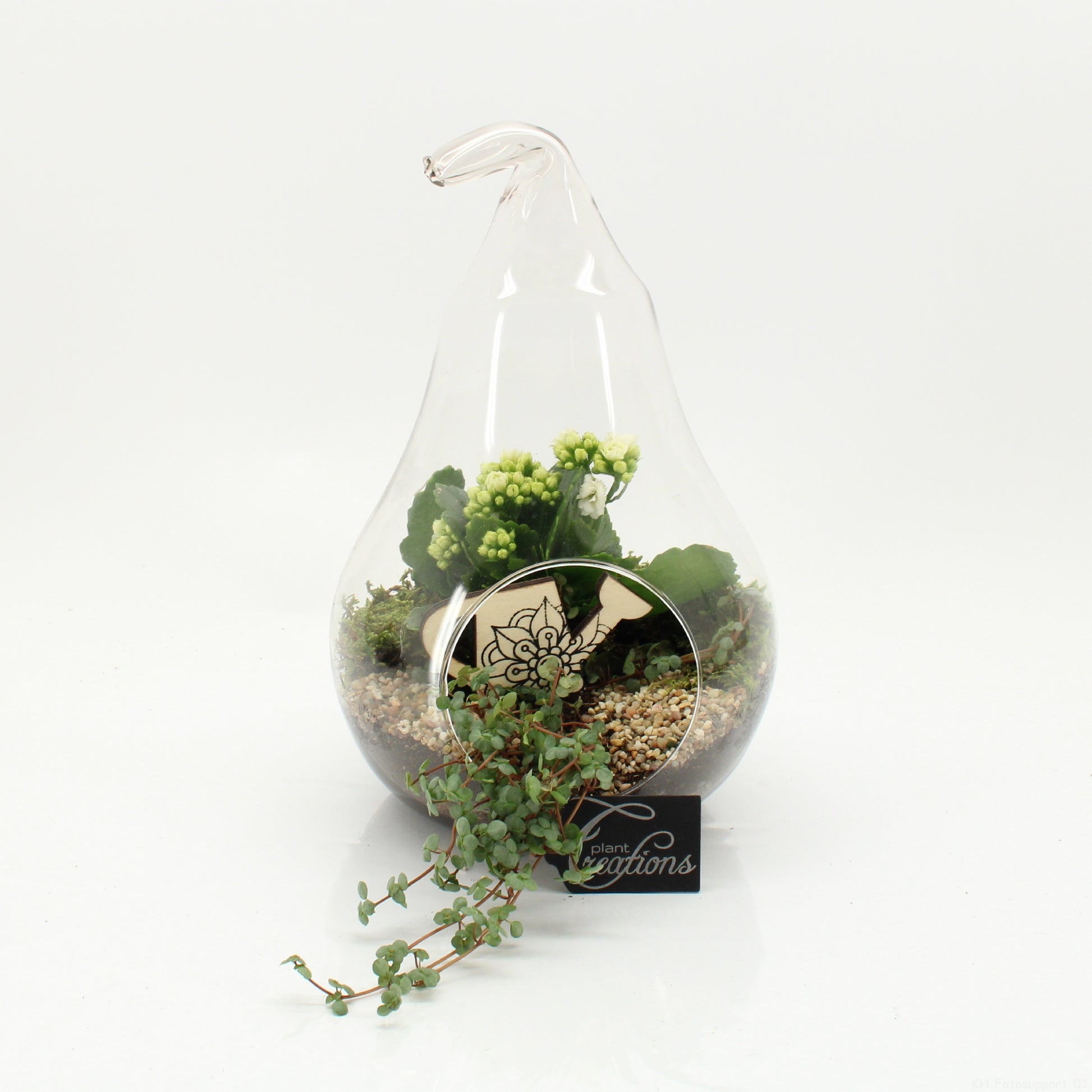 arr. Kamerplanten ESCR-2632W 30cm 18cm Pot