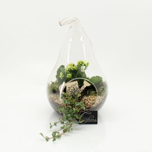 arr. Kamerplanten ESCR-2632W 30cm 18cm Pot