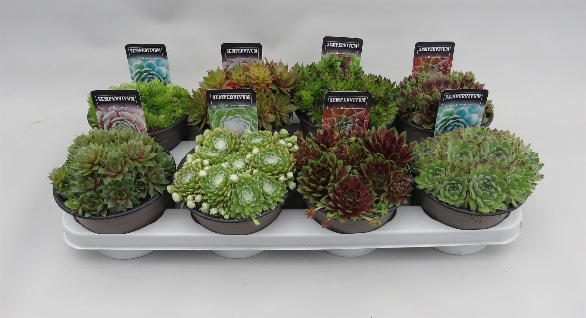 Sempervivum mix 5cm 14cm Pot