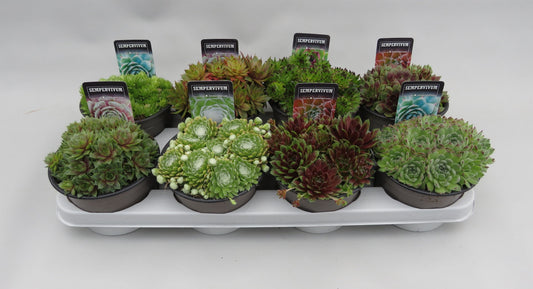 Sempervivum mix 5cm 14cm Pot
