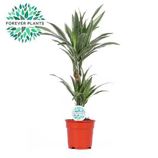 Dracaena fragrans Warneckei 75cm 17cm Pot