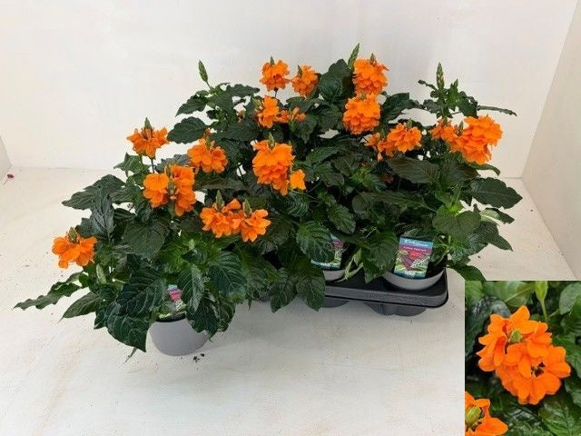 Crossandra Fortuna 28cm 13cm Pot