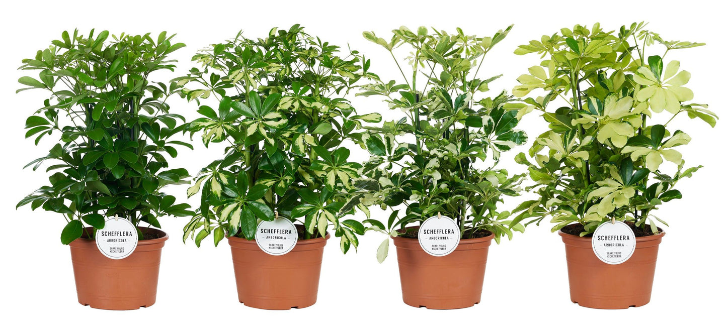 Schefflera mix 50cm 21cm Pot
