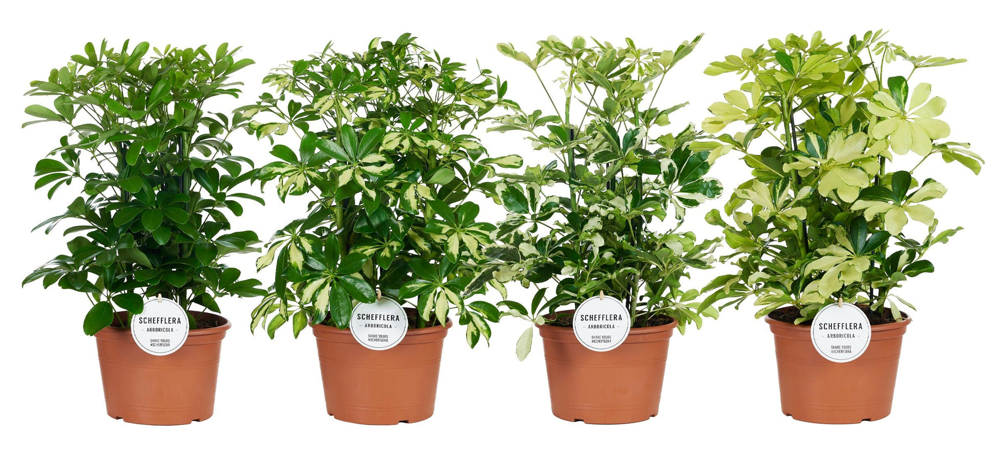 Schefflera mix 50cm 21cm Pot