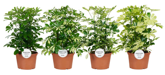 Schefflera mix 50cm 21cm Pot