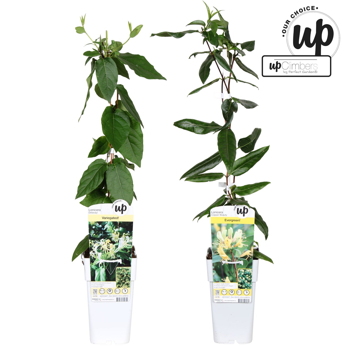 Lonicera mix 65cm 15cm Pot