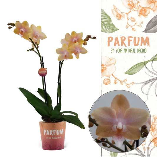 Phalaenopsis mf Bolgheri Lemon 50cm 12cm Pot