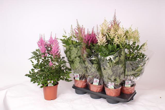 Astilbe mix 60cm 15cm Pot