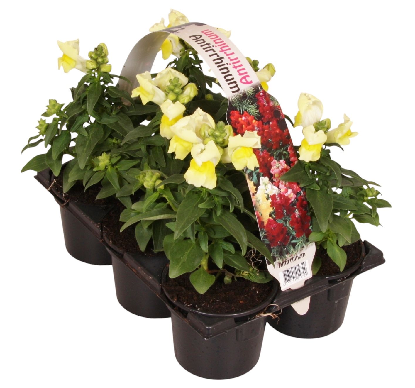 Antirrhinum yellow 15cm 9cm Pot