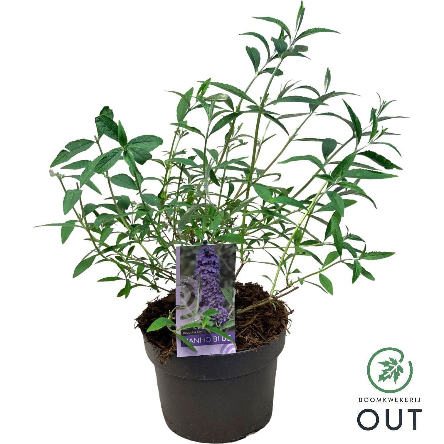 Buddleja davidii Nanho Blue 50cm 19cm Pot