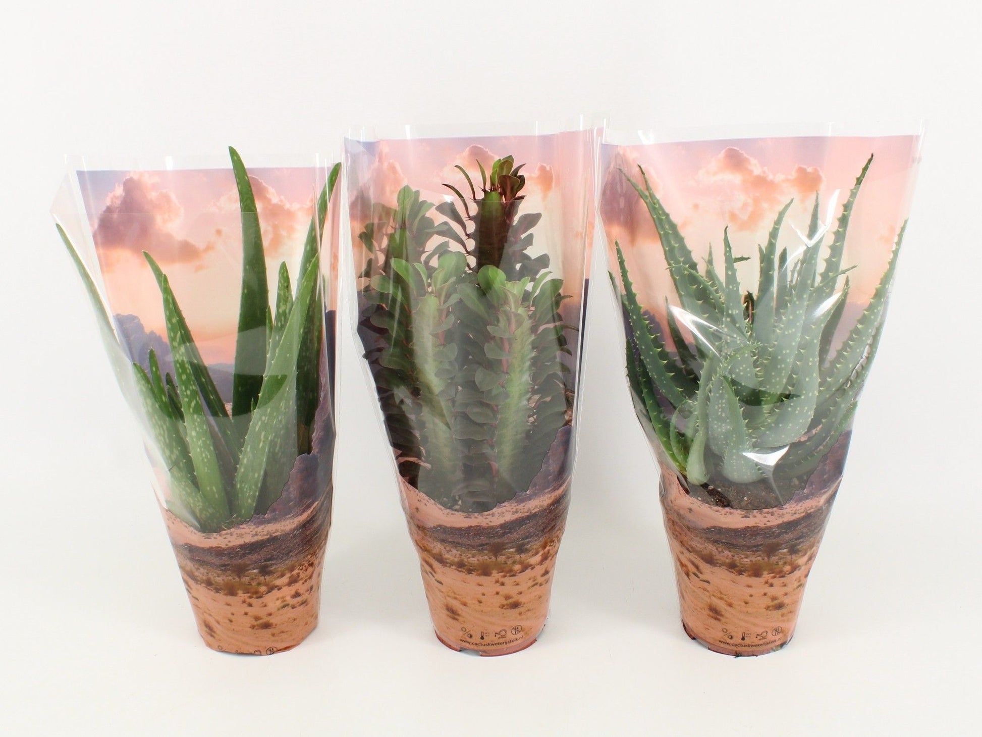 Succulent mix 30cm 12cm Pot