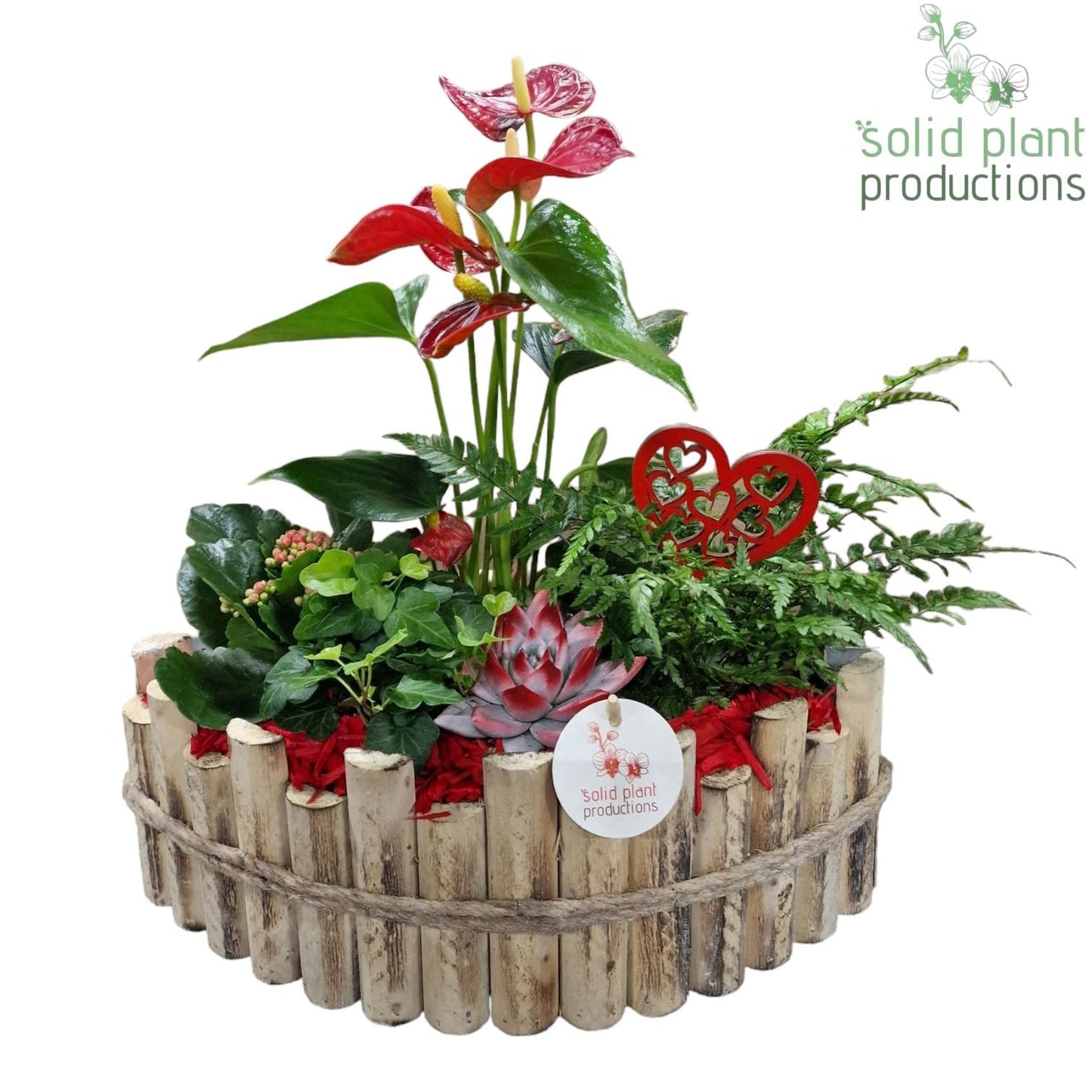 arr. Anthurium HVAE006RED 45cm 35cm Pot