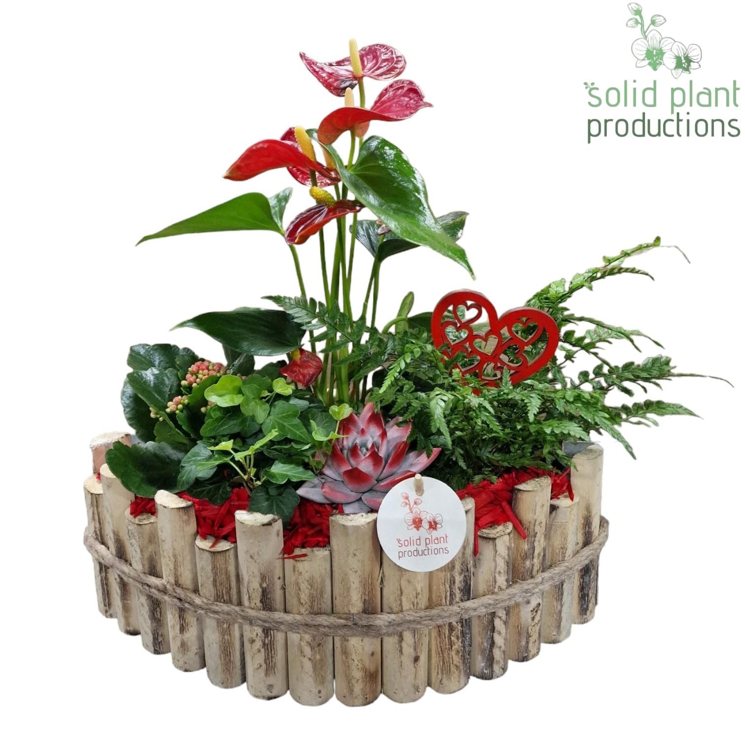 arr. Anthurium HVAE006RED 45cm 35cm Pot