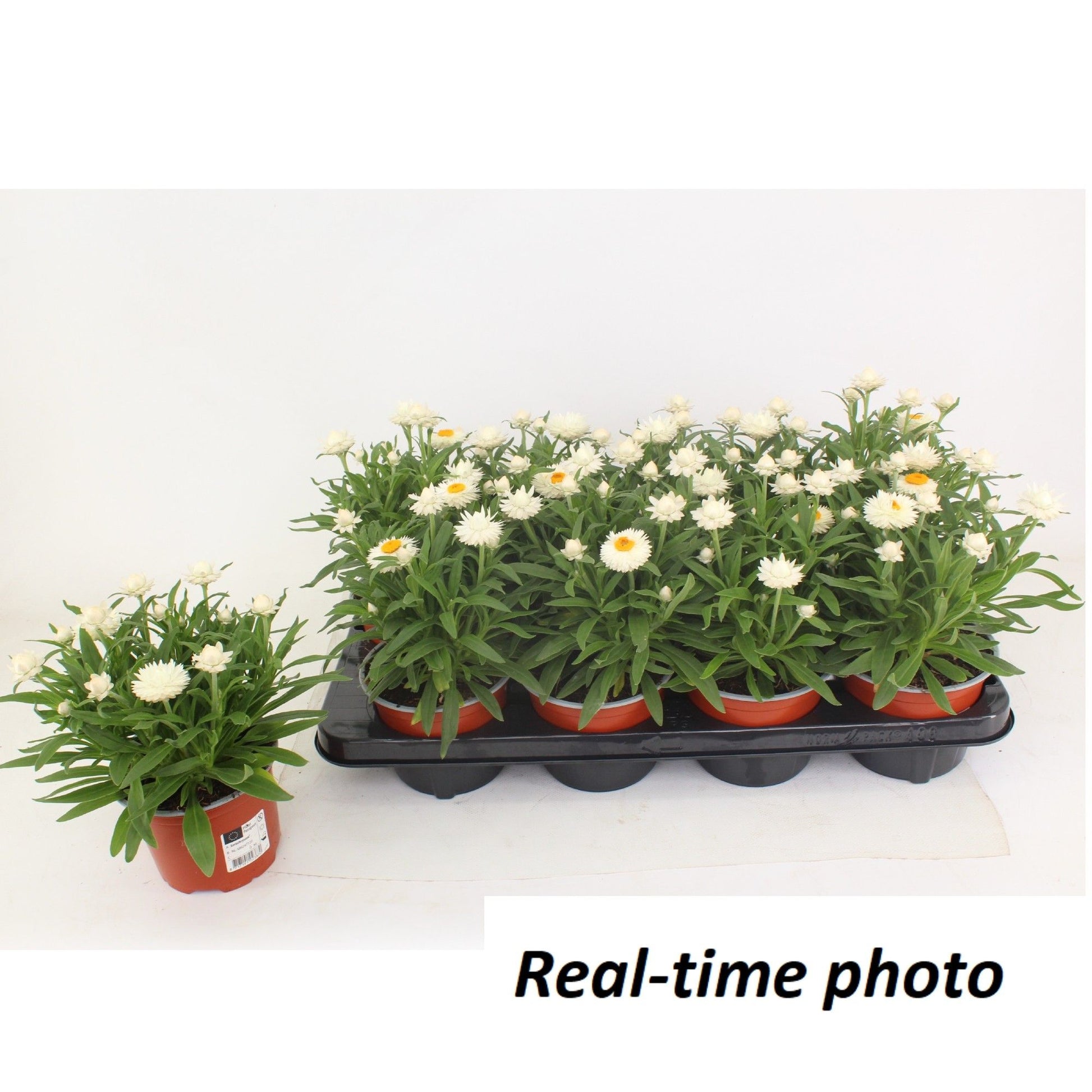Xerochrysum Mohave Snow White 25cm 12cm Pot