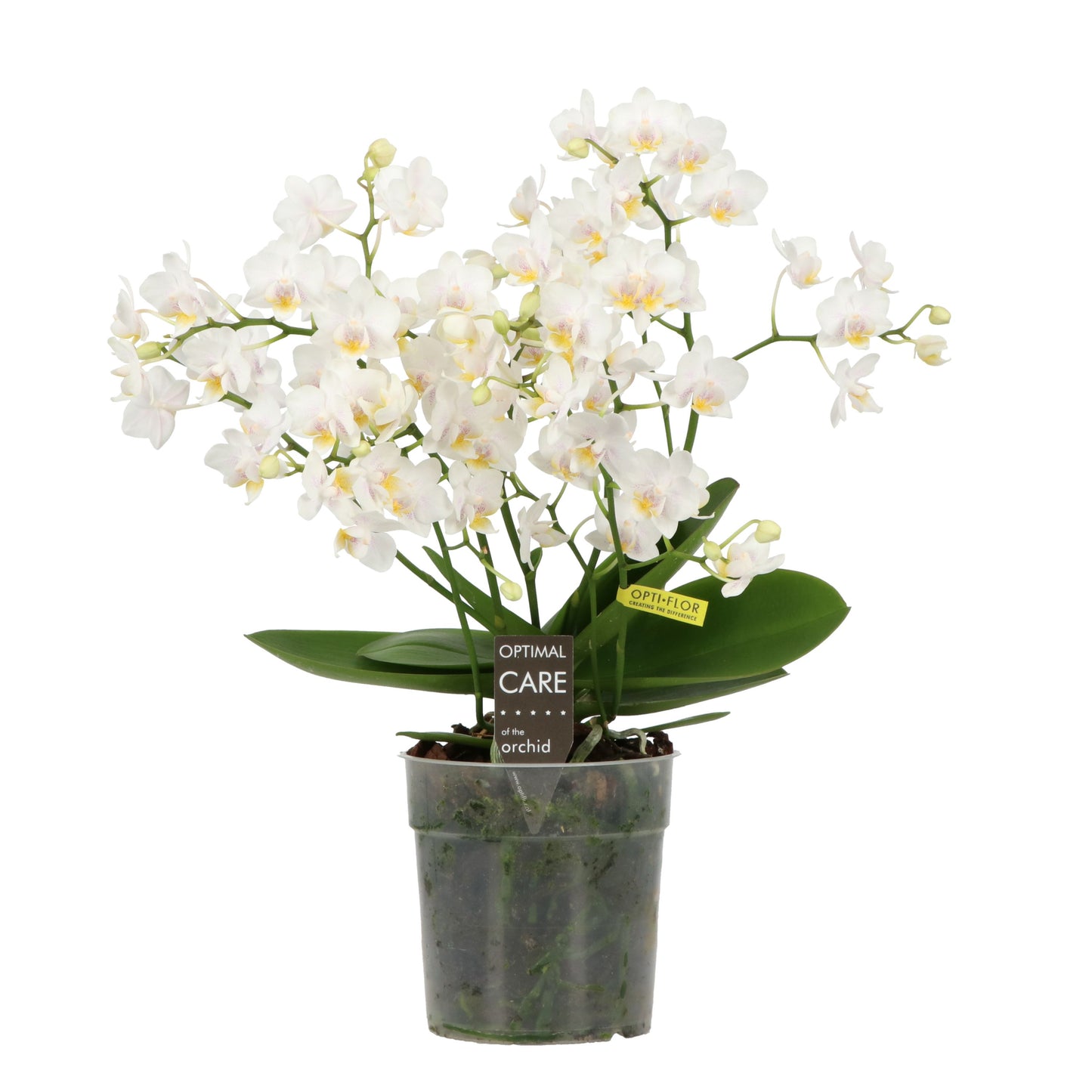 Phalaenopsis multiflora white 45cm 12cm Pot